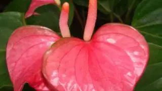 Dominican Republic: Flora & Fauna