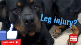 Rottweiler pulled a muscle in his back leg #rottweilers #update #injury #injuryupdate