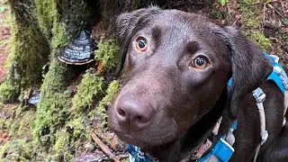 Exploring Mossy Forests and Clear Steams with 13 Wild Pups!