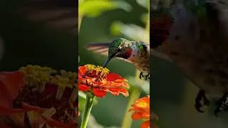 Tiny Hummingbird Hovering Near Flowers | Peaceful AI Video