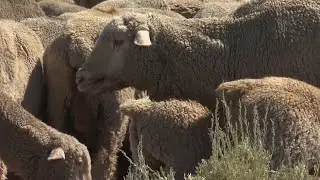 American Sheep Industry Association Leaders Meet with USDA on Assistance