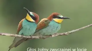 Żołny &ndash; rozpoznawanie. Tomasz Cofta. PP45