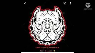 🏅SANS&Oacute;N🏆Am&eacute;rican bully kennel club( Gotilain , panamera, sisuca,Micaela, problem...)