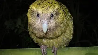 Reared kakapo parrot he&rsquo;s less afraid of people, but he&rsquo;ll likely become more wild with age