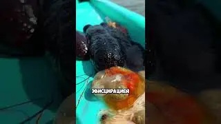 Морской огурец выбрасывает органы! 😱