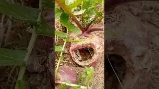 gogloon #foryou #funnyvideo #fortnite #funny #approval