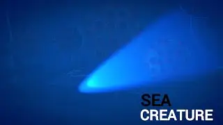 Terrifying Deep Sea Aquatic Monster Caught on Camera