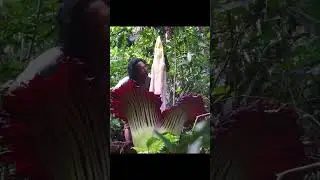 The biggest flower we've ever seen! Amorphophallus titanum in Sumatran jungle.