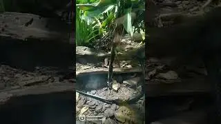 VOCÊ CONHECE? Cobra Caninana ('Spilotes pullatus')