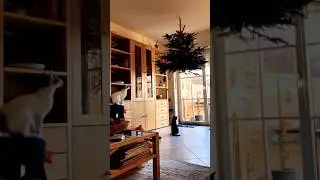 Hanging a Christmas Tree from the Ceiling 😂