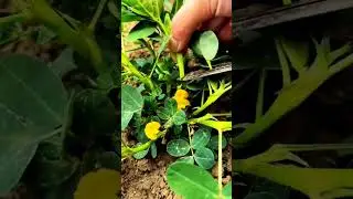 Peanut pruning is a pain in the ass to gain #SannongPlanting #flower#Agricultural assistance group