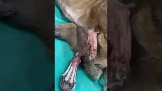 Motionless Boy Found Whining & Languishing In A Field With His Leg Dangling[STORY BELOW]