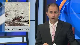Boxelder Bug Control