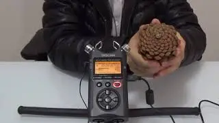 ASMR With a big pine cone to bring you the sound of pleasure