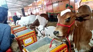 Strong & Heavy Cow for Eid 2021||DALFA Cattle Show