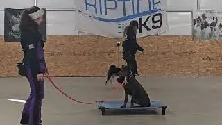 Raya on leash obedience training 1-29-26