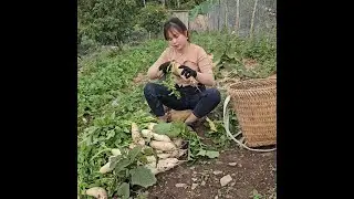 Country Life in the Mountains | Building a Peaceful Farm Surrounded by Nature