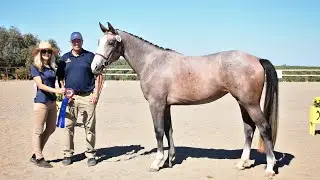Prospect: Lordanna Champion 2yo Filly Hanoverian Futurity (Lord Adonis/Fuerst Gotthard)
