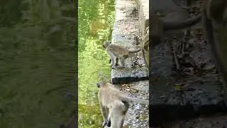 Swimming time #animals #funny #monkey