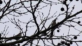 Brown Thrasher mating calls