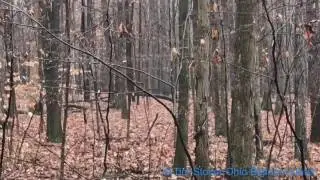 Ohio Bigfoot Hunter @ Thanksgiving Day Recon