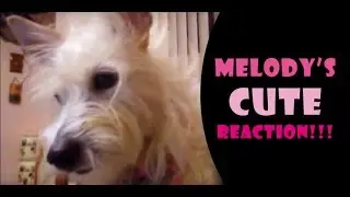 VLOGLIFE: My doggy's cute video reaction!