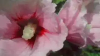 Floral Wonders of Creation