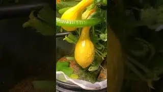 January 28th 2024  First squash harvest indoor garden #indoor garden #indoor squash #gardening