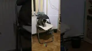 How cat people use fishing rods #cat #cats_of_world #catlover #cats #cutecat @lorenapages #funny