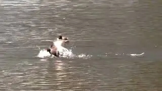 Waterbird warfare &ndash; two pairs of Australasian Grebes seriously fighting and calling