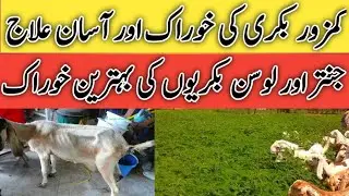 Jantar for goats | Best goat feeding | kamzor bakri ki Khurak | treatment of weak goat| goat farming