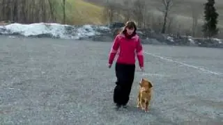 lydighetstrening
