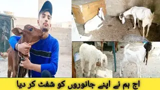aaj ham na apna animals ko shift kar diya | chat pe farm | vlog
