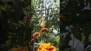 Butterfly | Friend of the Earth | by Hesmart Design Studio #shorts