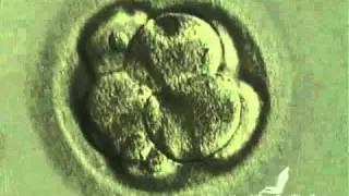 Embryonic Development Day 1-5