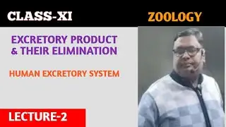 EXCRETORY PRODUCT & THEIR ELIMINATION | HUMAN EXCRETORY SYSTEM | ZOOLOGY CLASS XII