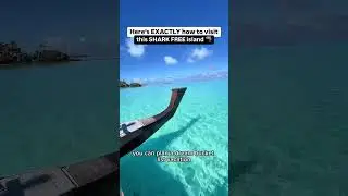 ⛔️ NO SHARKS + HOW TO VISIT ⬇️  #cookislands #sharkweek #aitutaki