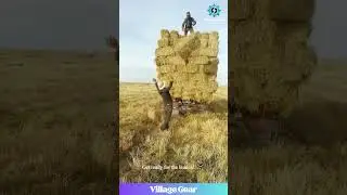 Hay Bale Toss Champions! 😂 This Stacking is Next Level! #farming #satisfying #goals #skill #funny