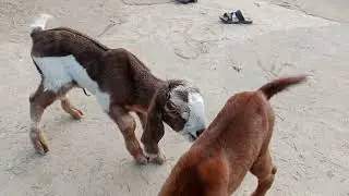 Today a goat birth a couple at farm house 