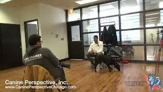 Consultation: Apollo | Drastic Change In Behavior After Moving Across The US, Leash Reactivity