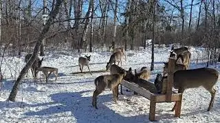 The deer won't stop eating in the cold!