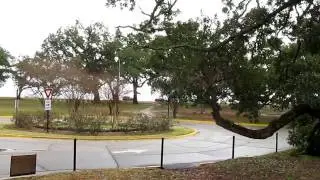 Friendship Tree 500 year old tree, Survived Katrina  Long Beach, MS