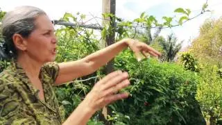 Conhecendo com Plantas, pancs, sementes giros no quintal 2/2 Plantar em Casa