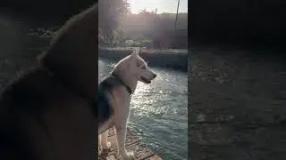 Exploring dehradun 🥰 #doglovers #dogshorts #exploreindia