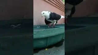 vallinam video satisfying 111 - pigeons