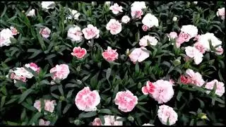 Dianthus caryophyllus Oscar &reg; von selecta