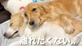 兄犬が好きすぎて枕にしちゃうゴールデンレトリバーが可愛い...【ボーダーコリー】