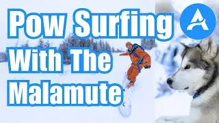 Pow Surfing With Nuka The Alaskan Malamute / The Fernie Life