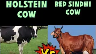 Comparison between RED SINDHI COW AND HOLSTEIN COW ( part 1)