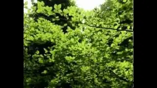 Sunshine in the forest